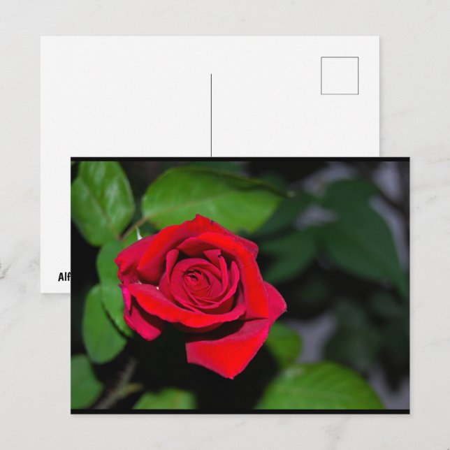 Crimson Red Rose Postcard (Front/Back)
