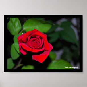 Crimson Red Rose Poster