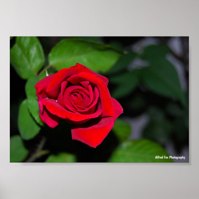 Crimson Red Rose Poster (Front)