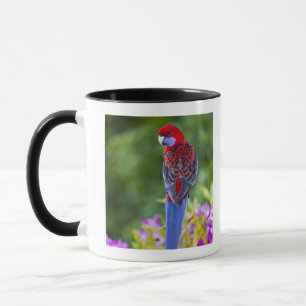 Crimson Rosella & backdrop of orchids Lamington Mug