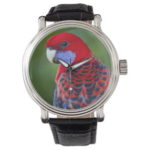 Crimson Rosella & backdrop of orchids Lamington Watch