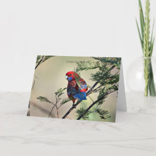 Crimson Rosella Parrot, Card