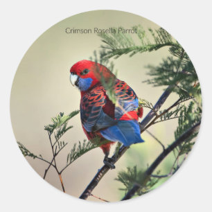 Crimson Rosella Parrot, Classic Round Sticker