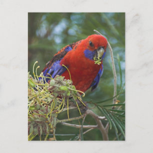 Crimson Rosella Postcard