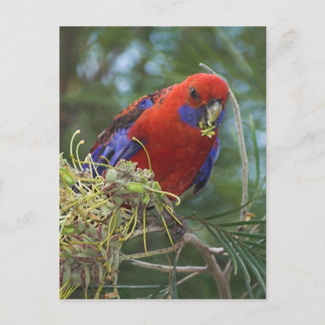 Crimson Rosella Postcard (Front)
