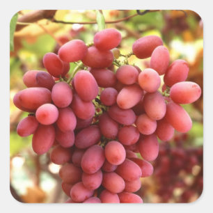 Crimson Seedless Grapes Square Sticker