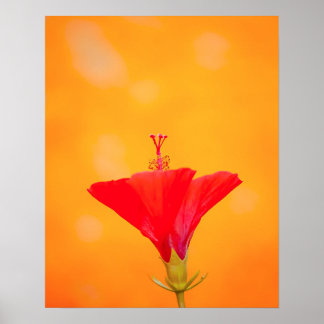 Crimson Serenity Poster