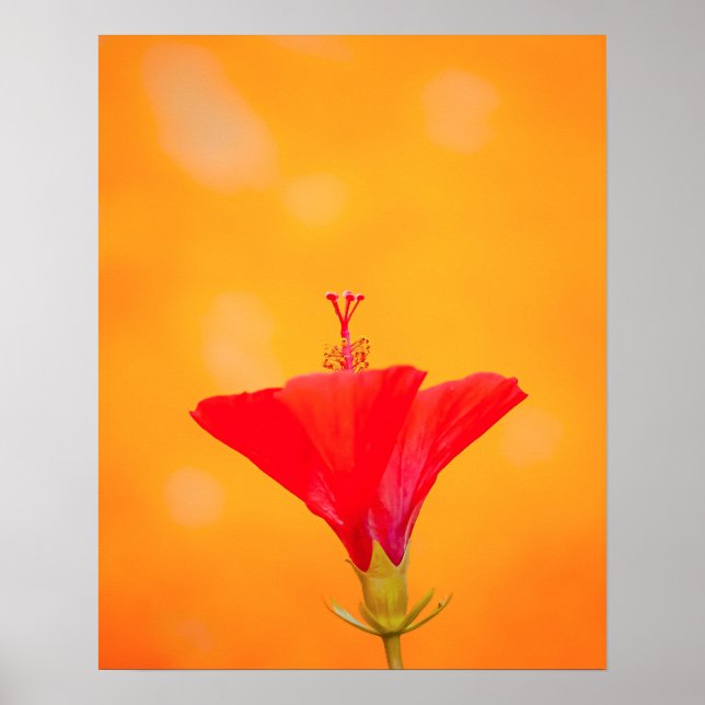 Crimson Serenity Poster (Front)