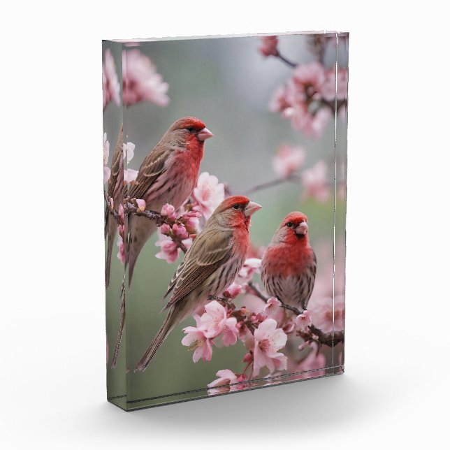 "Crimson Trio: Red Finches Amidst Pink Blooms" Photo Block (Left)