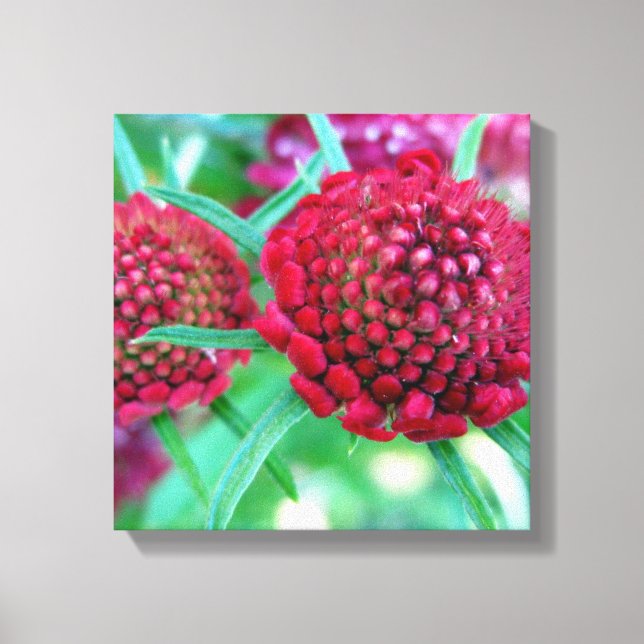 Crimson Wild Flower Canvas Print (Front)