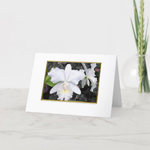 Crisp White Orchids in a Shady Garden Blank Card
