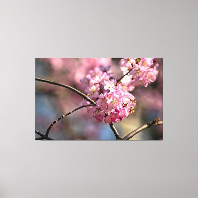 Crisscrossed Sakura Tree Twigs In The Garden Canvas Print (Front)