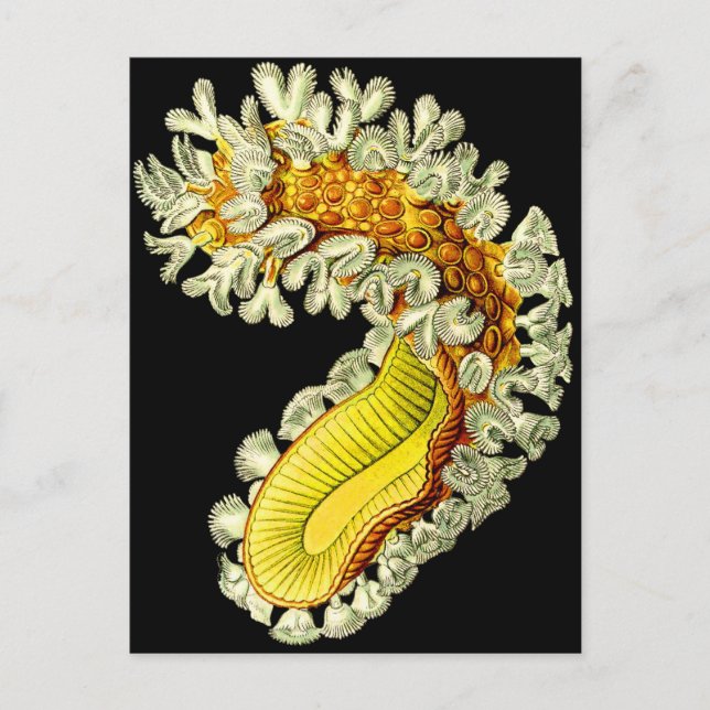 Cristatella mucedo postcard (Front)