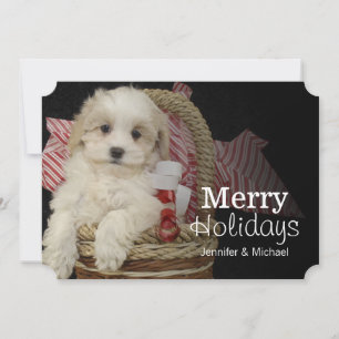Cristmas Malti-poo puppy sitting in basket Holiday Card