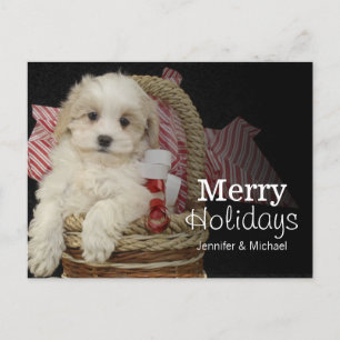 Cristmas Malti-poo puppy sitting in basket Holiday Postcard