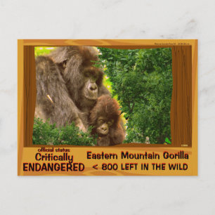 CRITICALLY ENDANGERED: Eastern Mountain Gorilla - Postcard