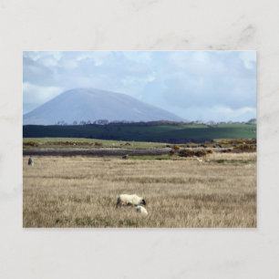 Croagh Patrick watches over the flock Postcard