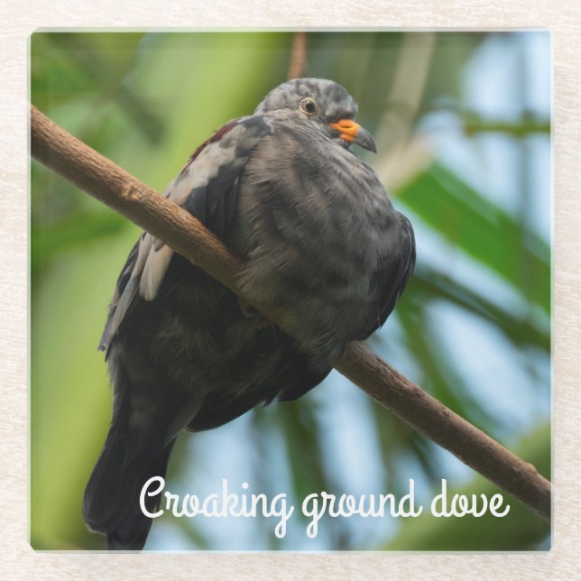 Croaking ground dove glass coaster (Front)