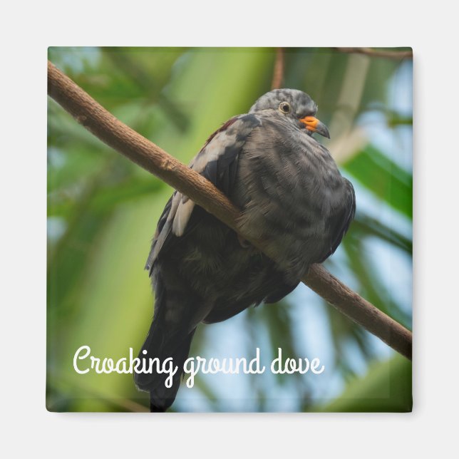 Croaking ground dove magnet (Front)