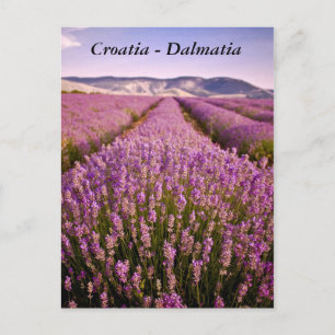 Croatia - Dalmatia Postcard