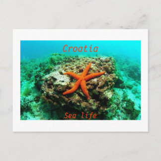 Croatia - Sea life Postcard