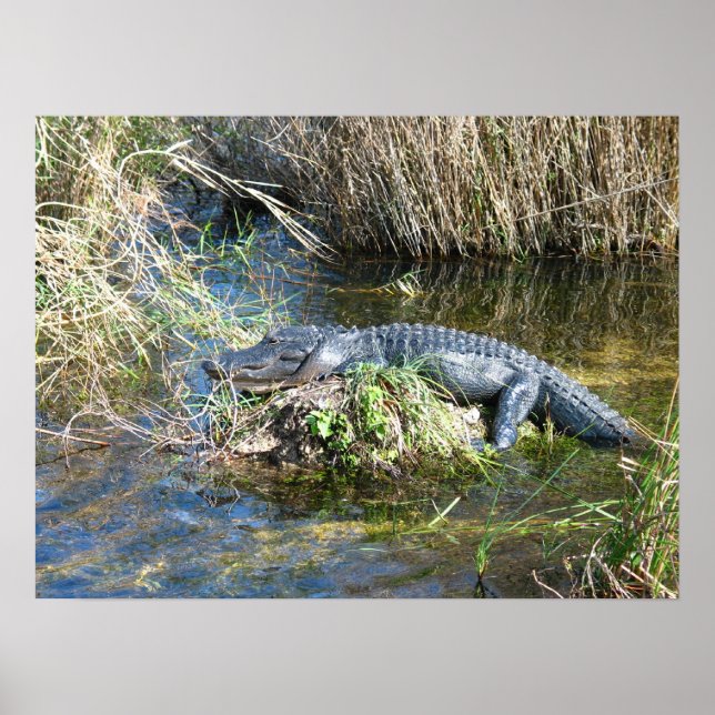 Croc Poster (Front)