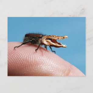Crocobug Postcard