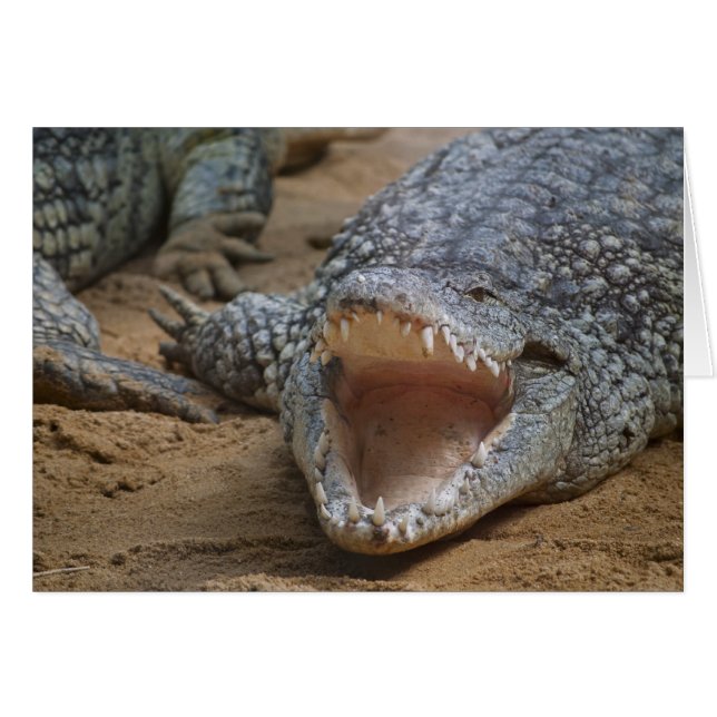 Crocodile (Front Horizontal)