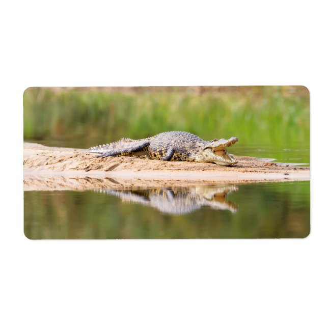 Crocodile (Front)