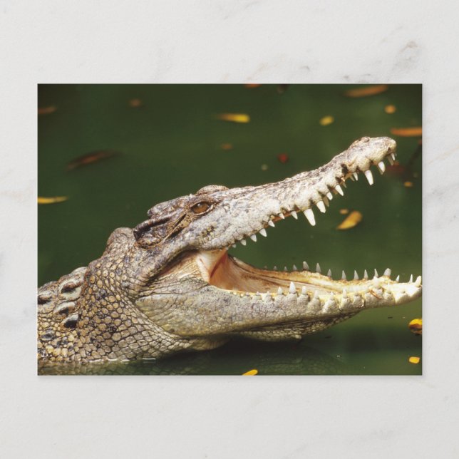 Crocodile and Caiman from Junglewalk.com Postcard (Front)