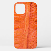 Crocodile belly skin texture background. This imag