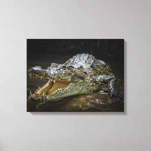Crocodile Canvas Print 