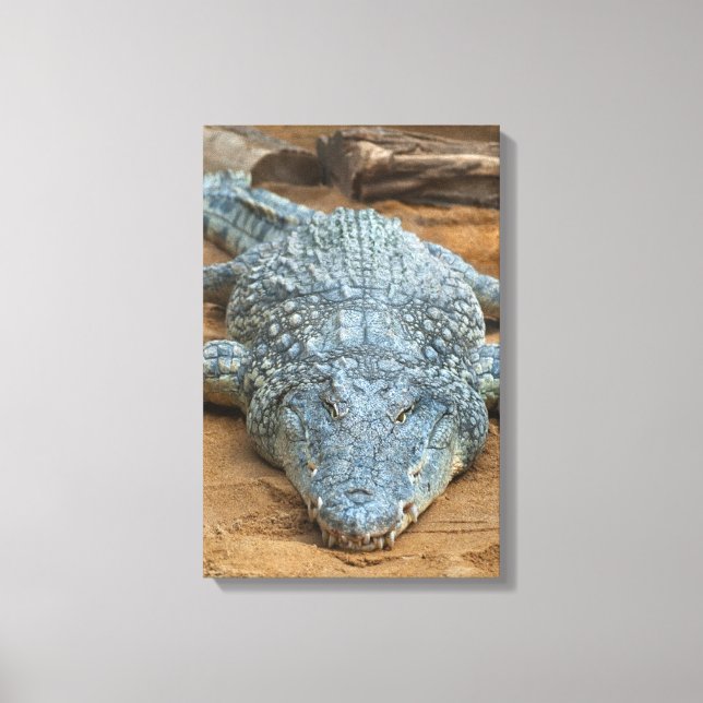 Crocodile Canvas Print (Front)
