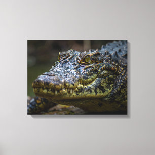 Crocodile Canvas Print