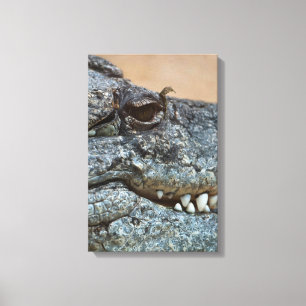 Crocodile Canvas Print