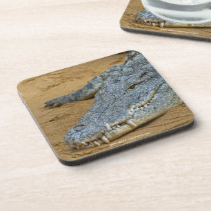 Crocodile Coaster