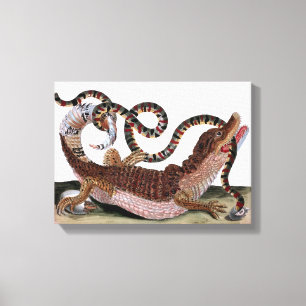 Crocodile Eating Snake On Cloth Canvas Print