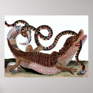 Crocodile Eating Snake Poster