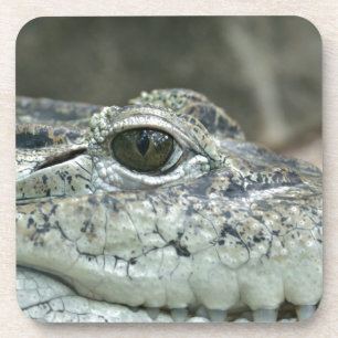 Crocodile Eye Coasters