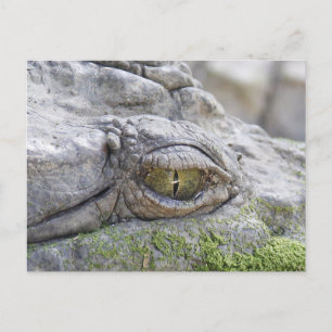Crocodile eye postcard