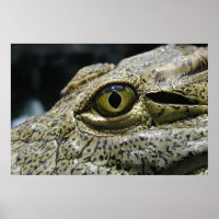 Crocodile eye