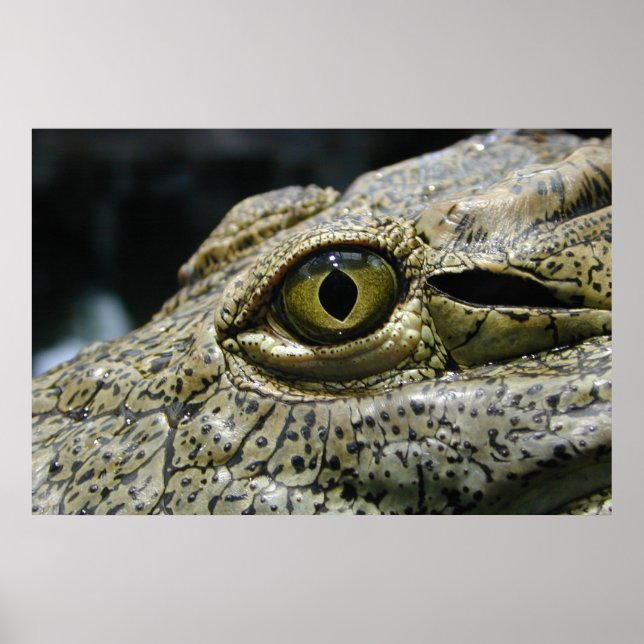 Crocodile eye poster (Front)