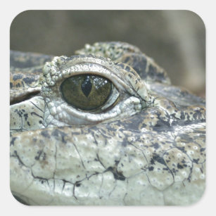 Crocodile Eye Sticker