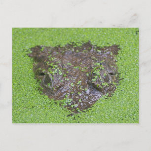 Crocodile Eyes Peeking out of Water Postcard