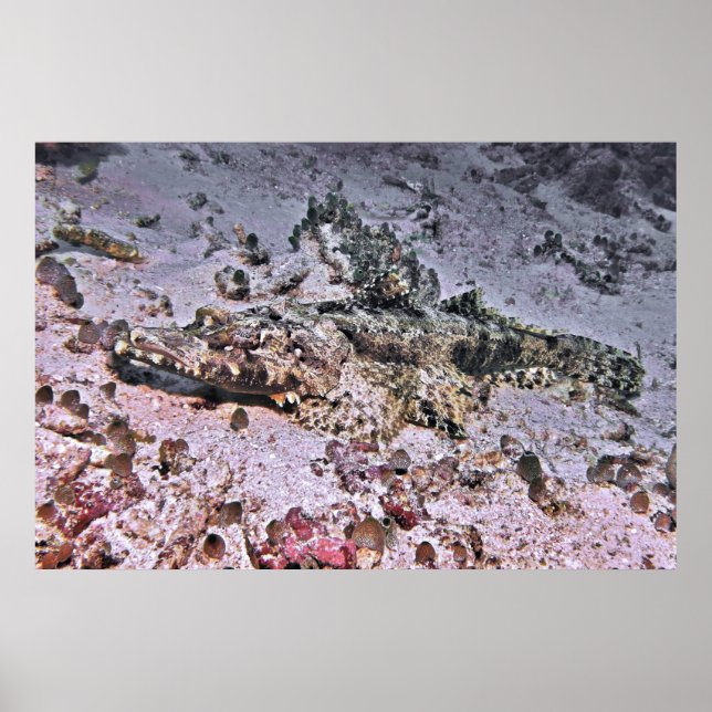 Crocodile Flathead Poster (Front)