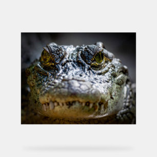 crocodile in water acrylic sign