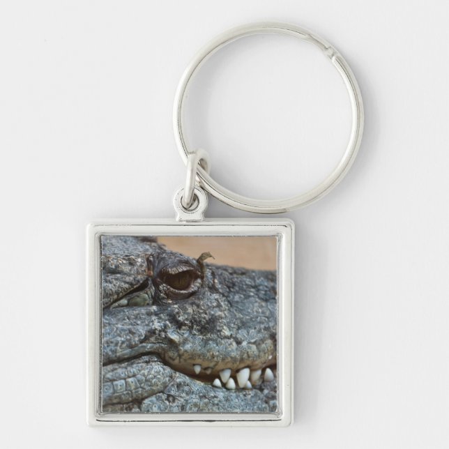 Crocodile Key Ring (Front)