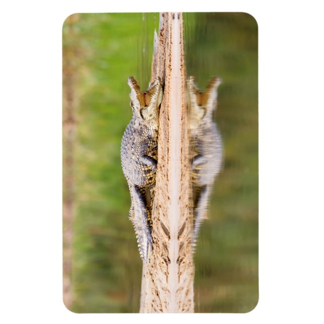 Crocodile Magnet (Vertical)