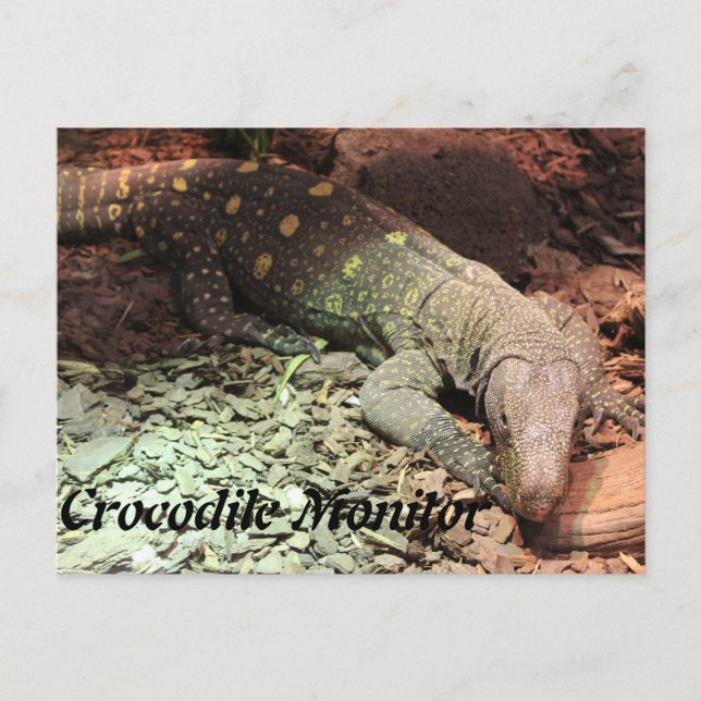 Crocodile Montior Postcard (Front)