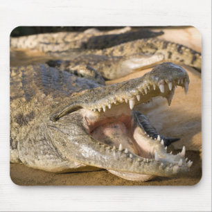 crocodile mouse mat